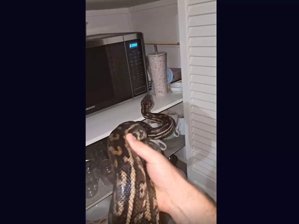 An Aussie woman found a carpet python on the top shelf of her pantry | Image: Facebook
