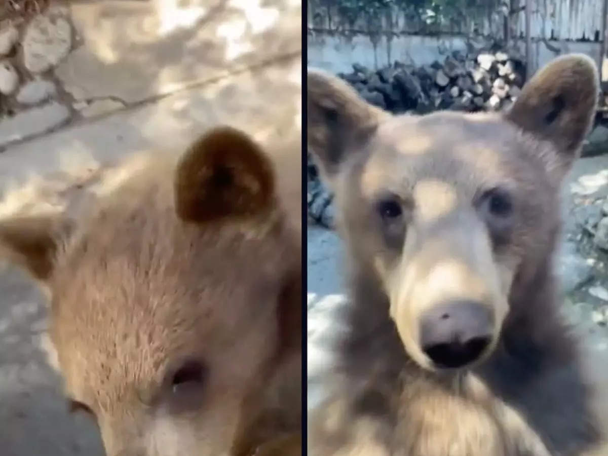 A family of bears were sniffing around a man's car for his corned beef sandwich | Image courtesy: Twitter