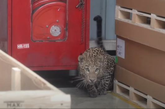 Leopard rescued from Mercedes-Benz plant in Maharashtra