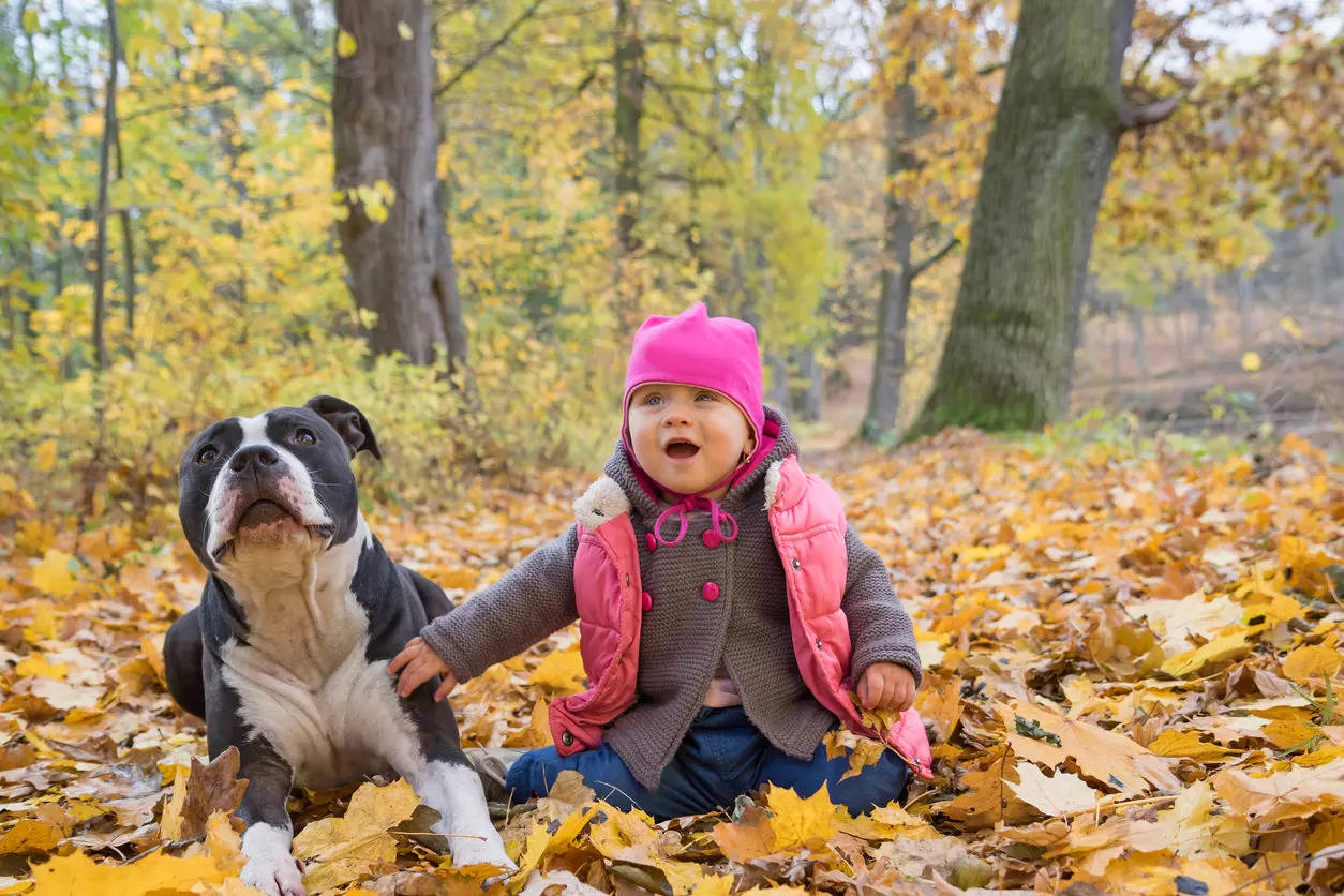 American Staffordshire Terrier and a baby (Representative pic)