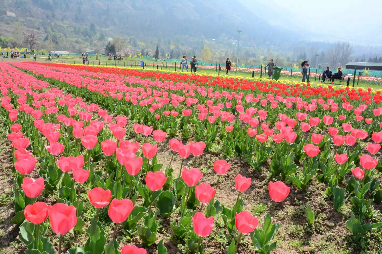 Asia's largest tulip garden reopens in Srinagar