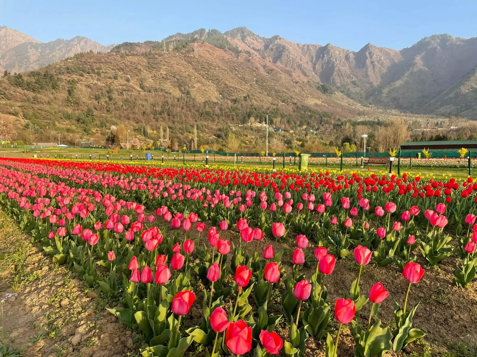 Asia's largest tulip garden reopens | Srinagar's tulip garden is ...