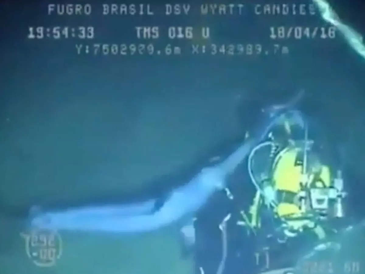 The 5-foot-long swordfish impaled the diver's oxygen tank | Image: Twitter