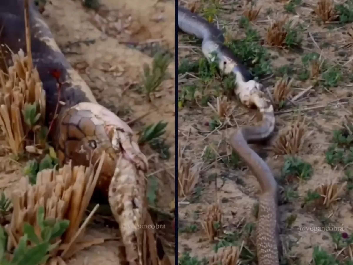 A snake lounging in its burrow was eaten alive  | Image courtesy:@vegancobra/Instagram