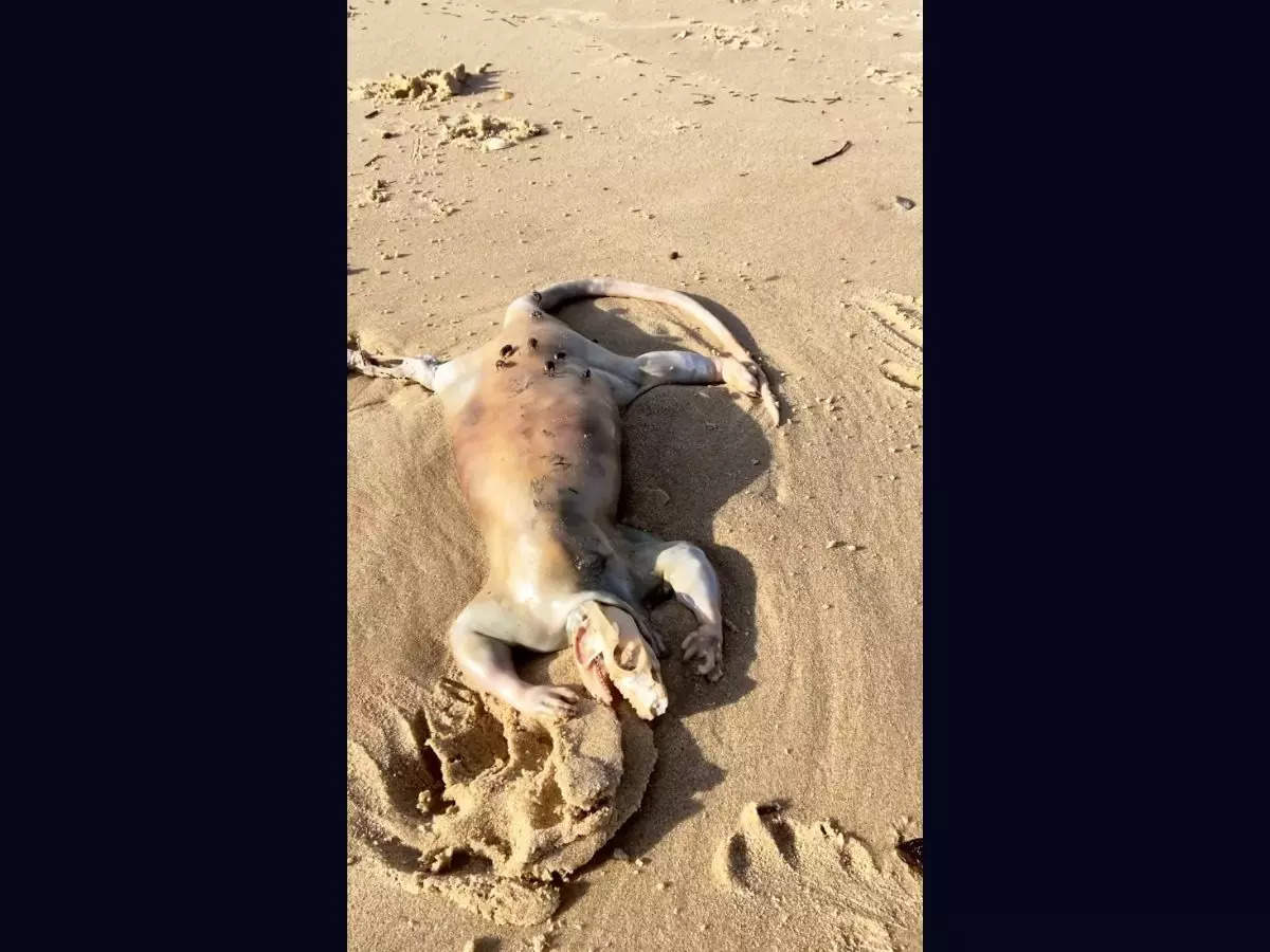 A creature with a reptile-like skull, claws and a long tail washed up on Sunshine Coast| Image courtesy: @Instagram/@tanalex