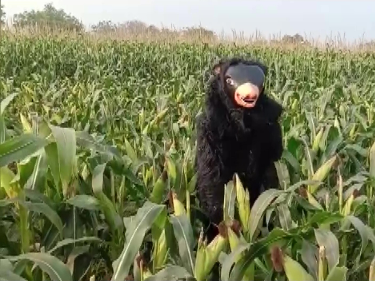 Telangana man wears bear costume to keep monkeys away from crops