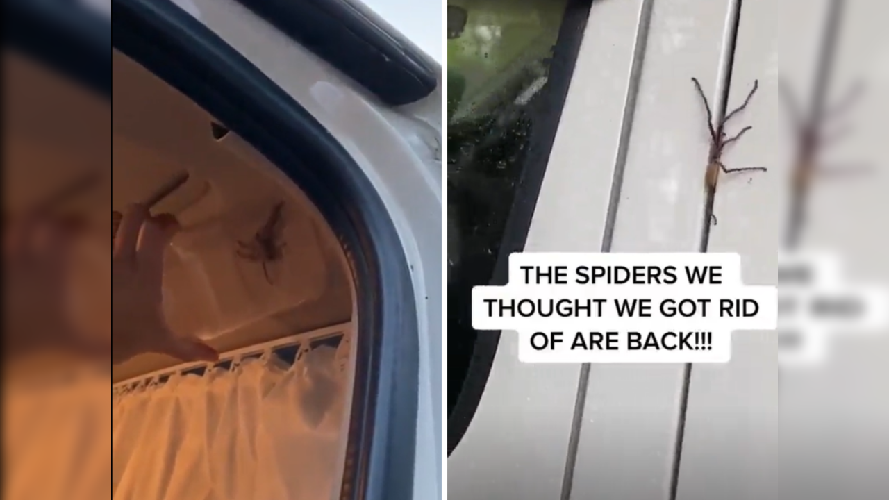 Netizens swear never to visit Australia after seeing how spiders get