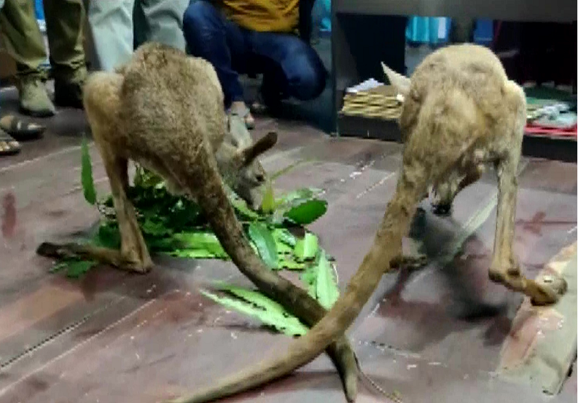 Kangaroos in West Bengal: Clips showing baby marsupials wandering in the state stun netizens Kangaroos in West Bengal: Clips showing baby marsupials wandering in the state stun netizens