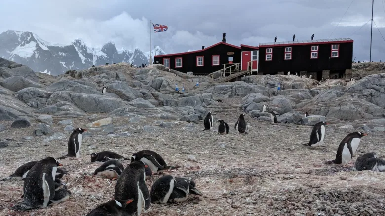 You Can Work at the World's Most Remote Post Office in Antarctica, Counting Penguins Part of the Job