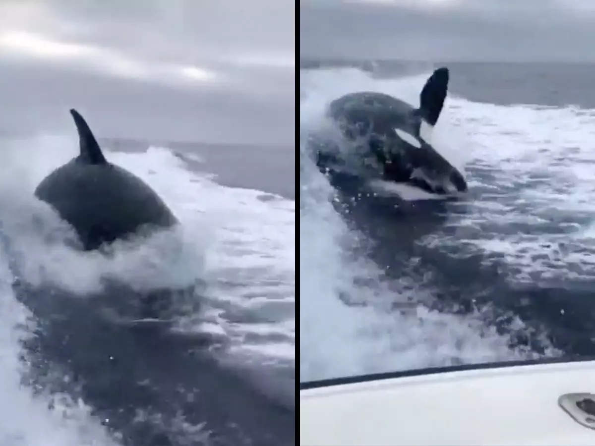 Leaping killer whale catching up to speedboat is giving Twitter ...