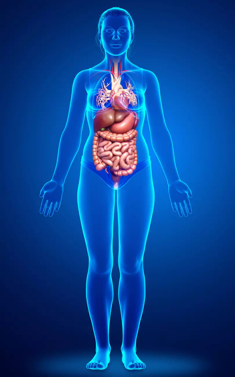 Your gut matters Tips to boost intestinal health