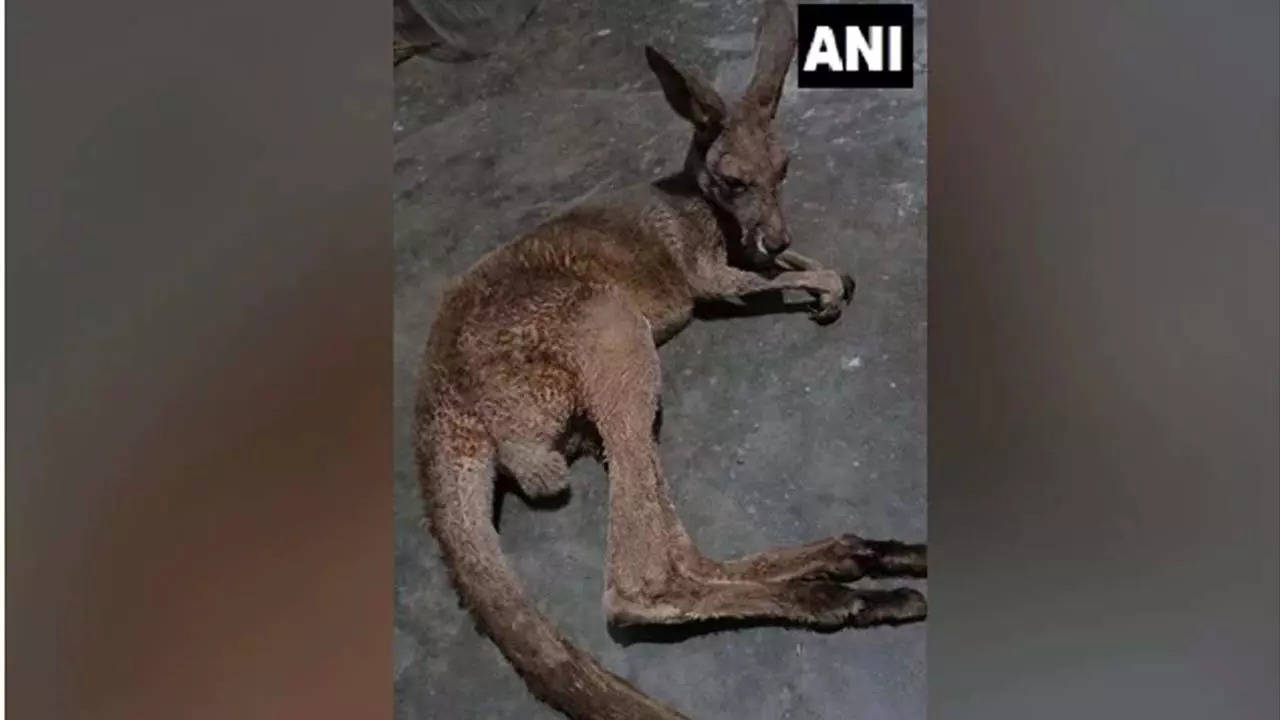 Why Kangaroos in West Bengal are Bad News for Indian Forests