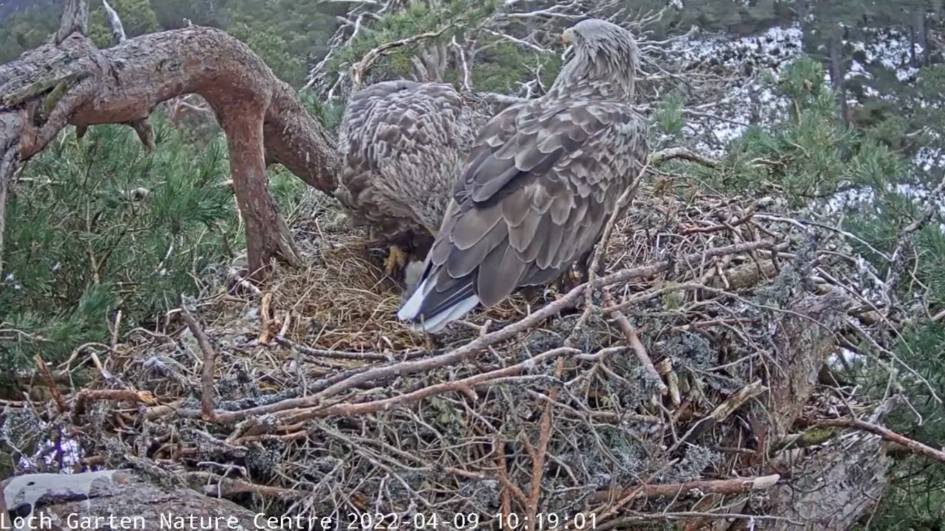 White-tailed eagle hatching eggs