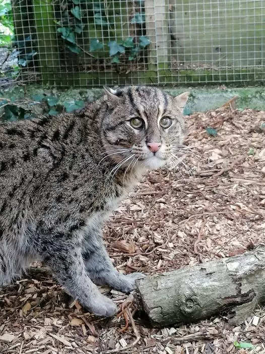 UK zoo welcomes rare male fishing cat; did you know it's the state animal  of West Bengal?