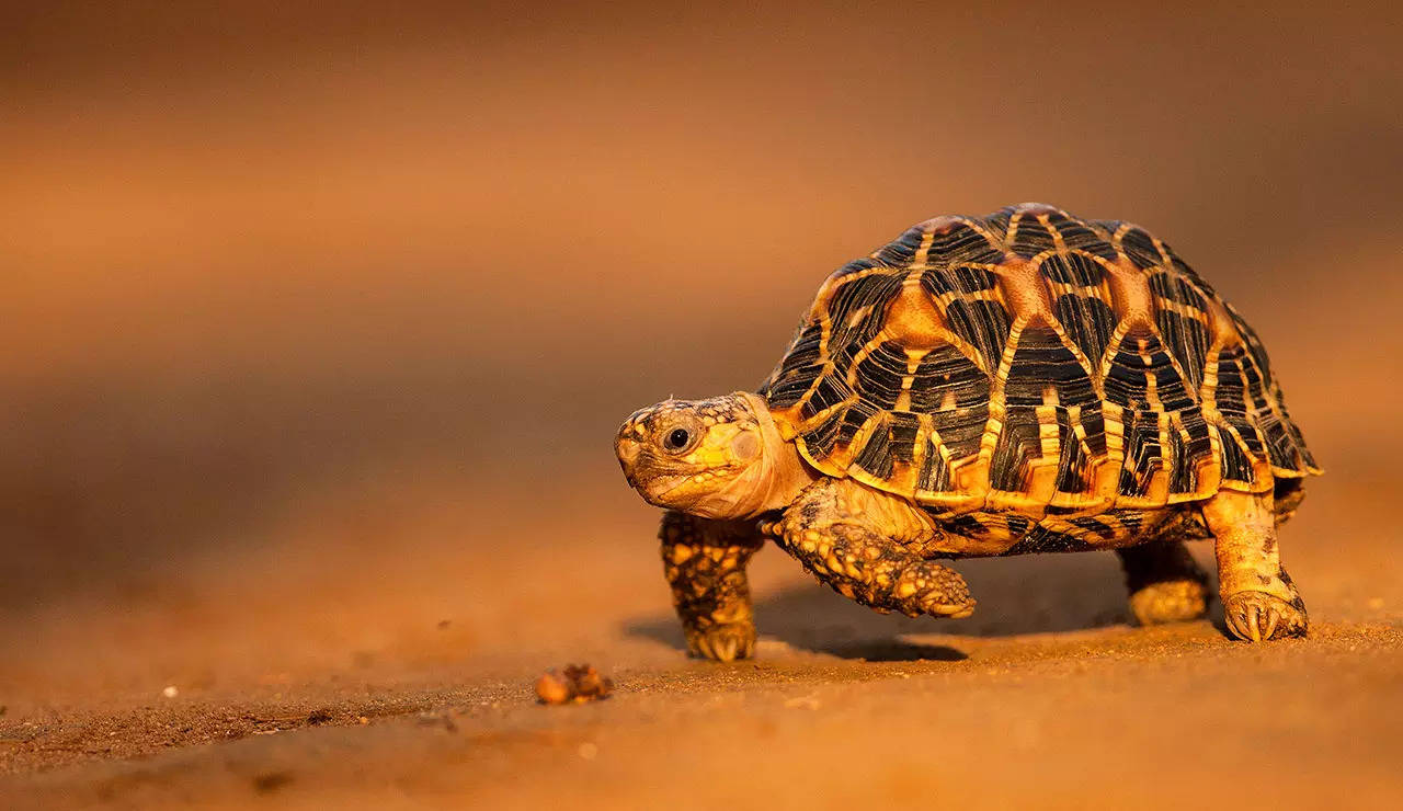 Can a star tortoise be a pet?