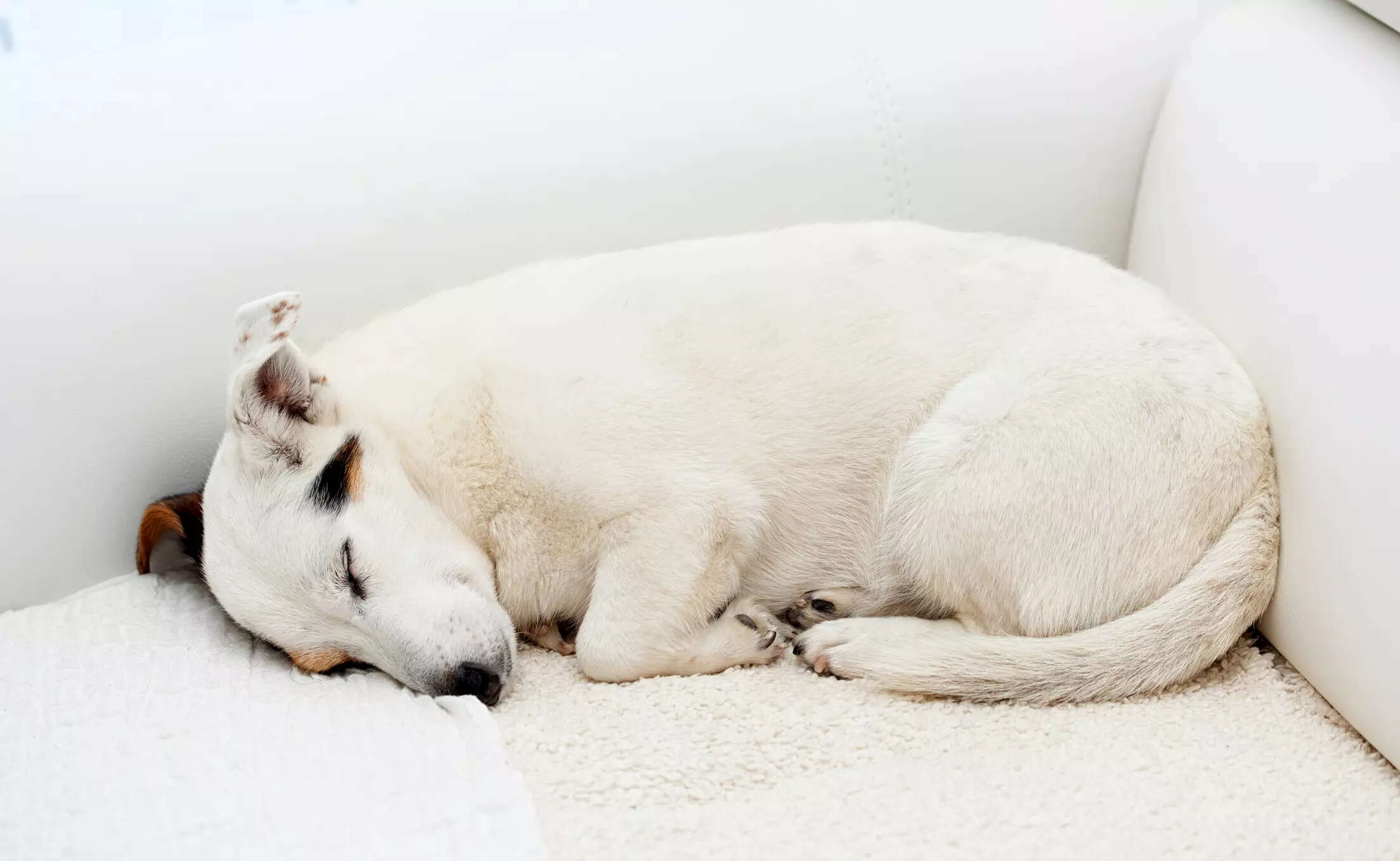What do dogs' sleeping positions tell us about their personality
