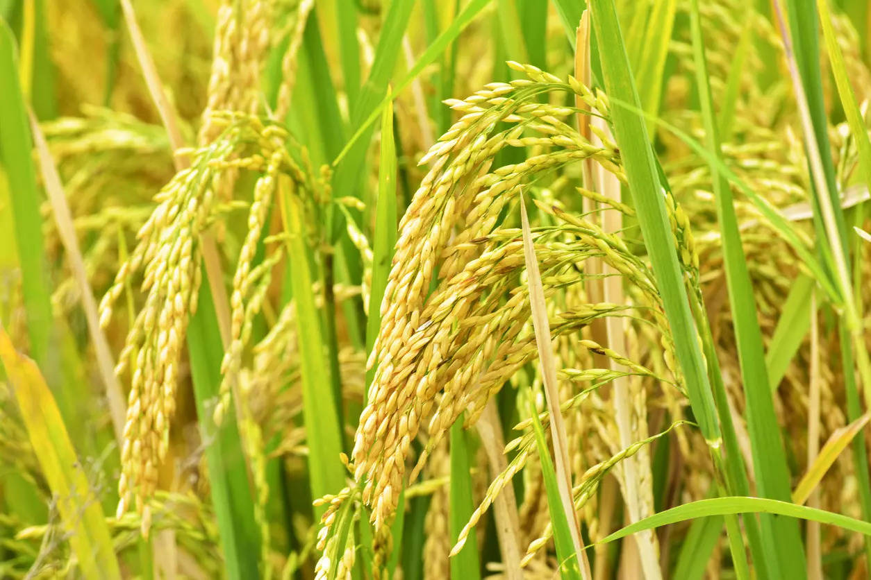 Telangana: Over Rs. 5,000 crore paid to banks as interest on loans for paddy by state government