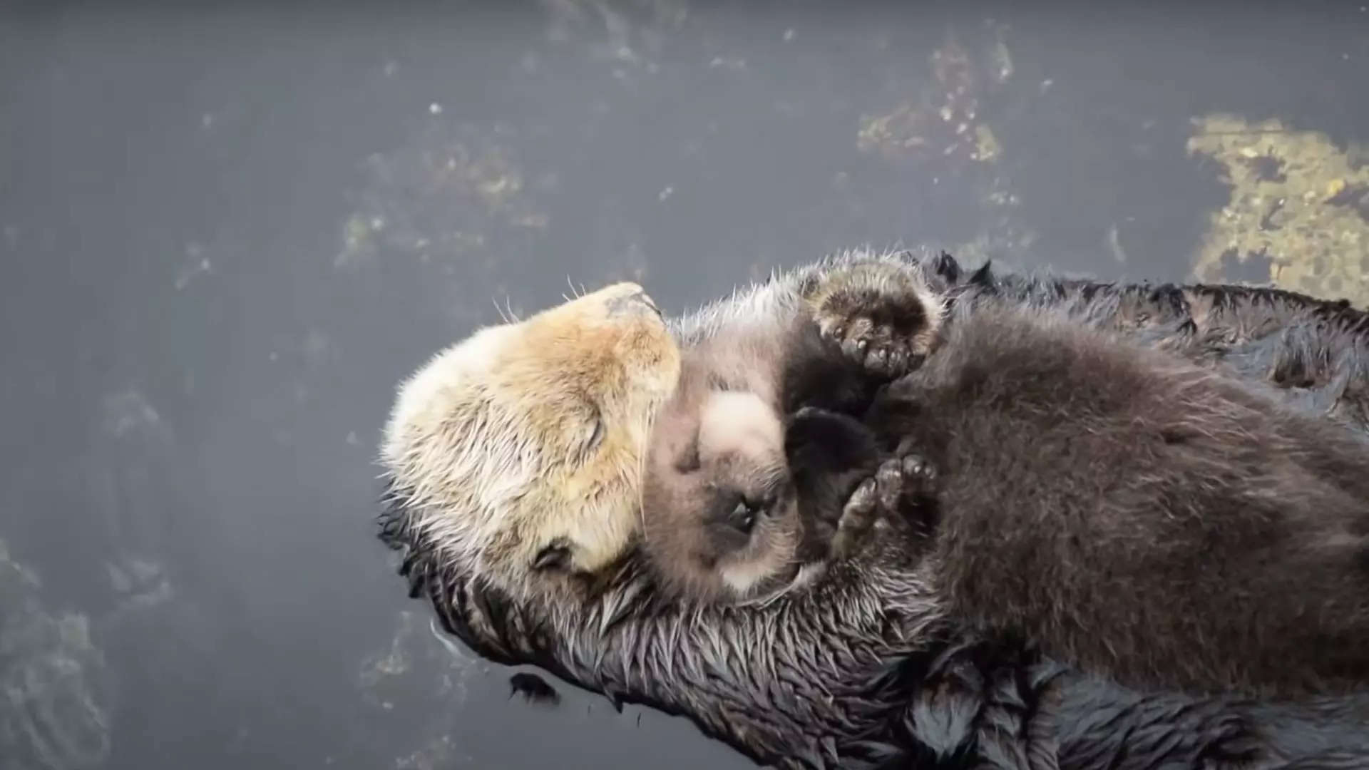The wild newborn otter sleeps as the mother grooms the baby