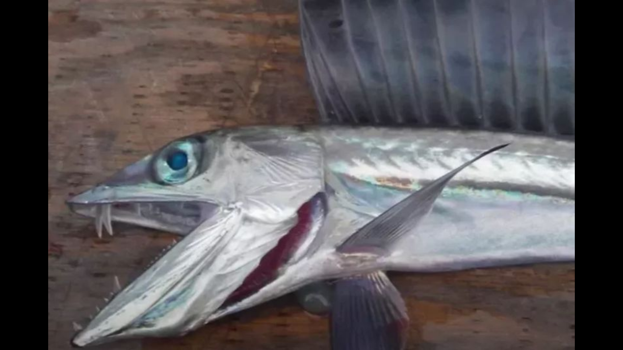 Strange fish with 'Dracula-like fangs' and reflective body found in California