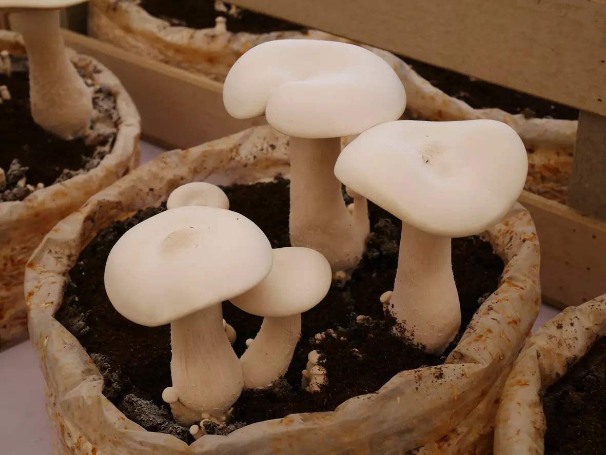 As per a study in the Journal of Affective Disorders, people who consumed too many mushrooms like shiitake, white button and Portobello were less prone to depression as opposed to others.