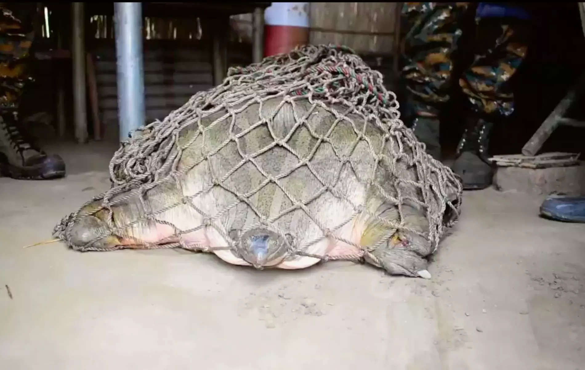 Rescuers treated the wounds of the massive deepwater turtle and managed a timely rescue