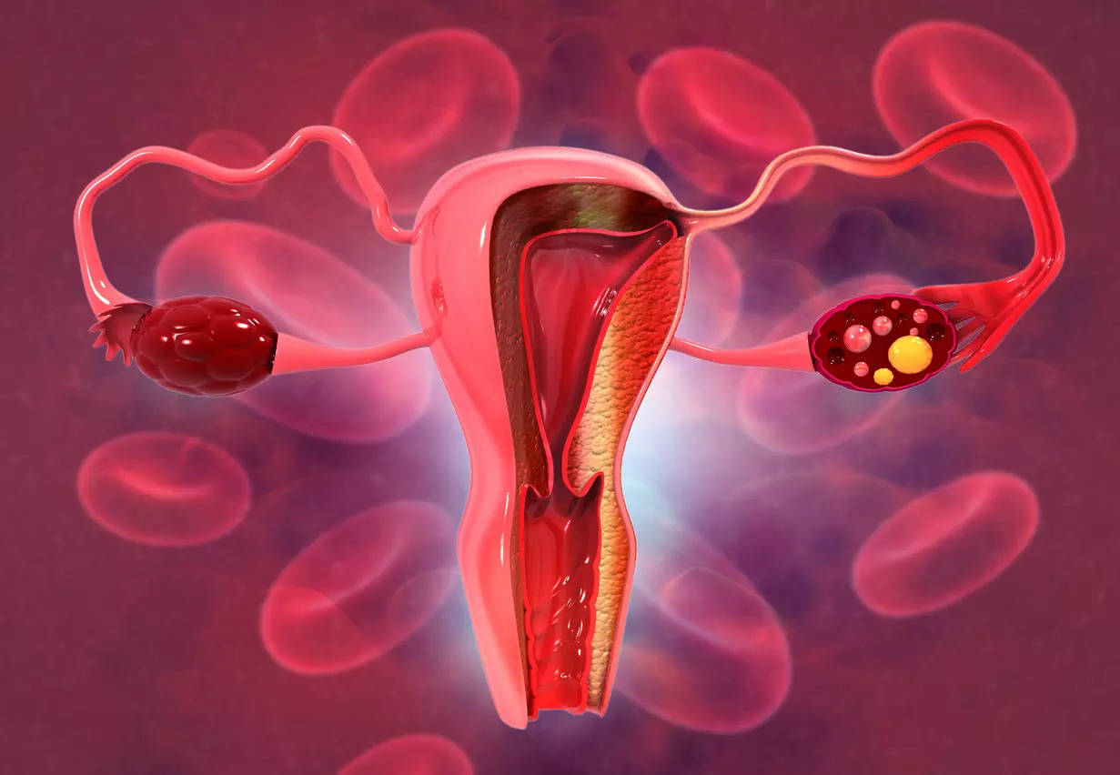 The uterus is located between the bladder and the rectum and works to nourish and house a fertilised egg until the foetus or offspring is ready to be delivered – given birth.