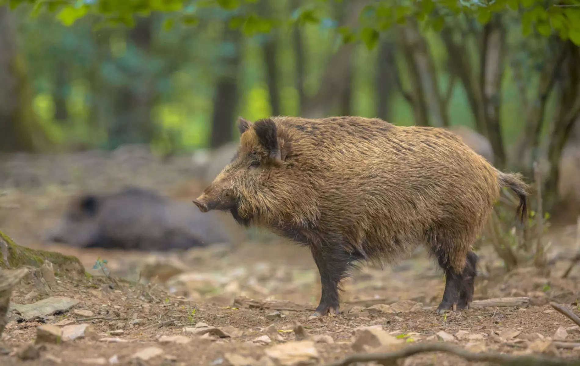 The hog was named after Vladimir Putin due to his Russian genetic heritage