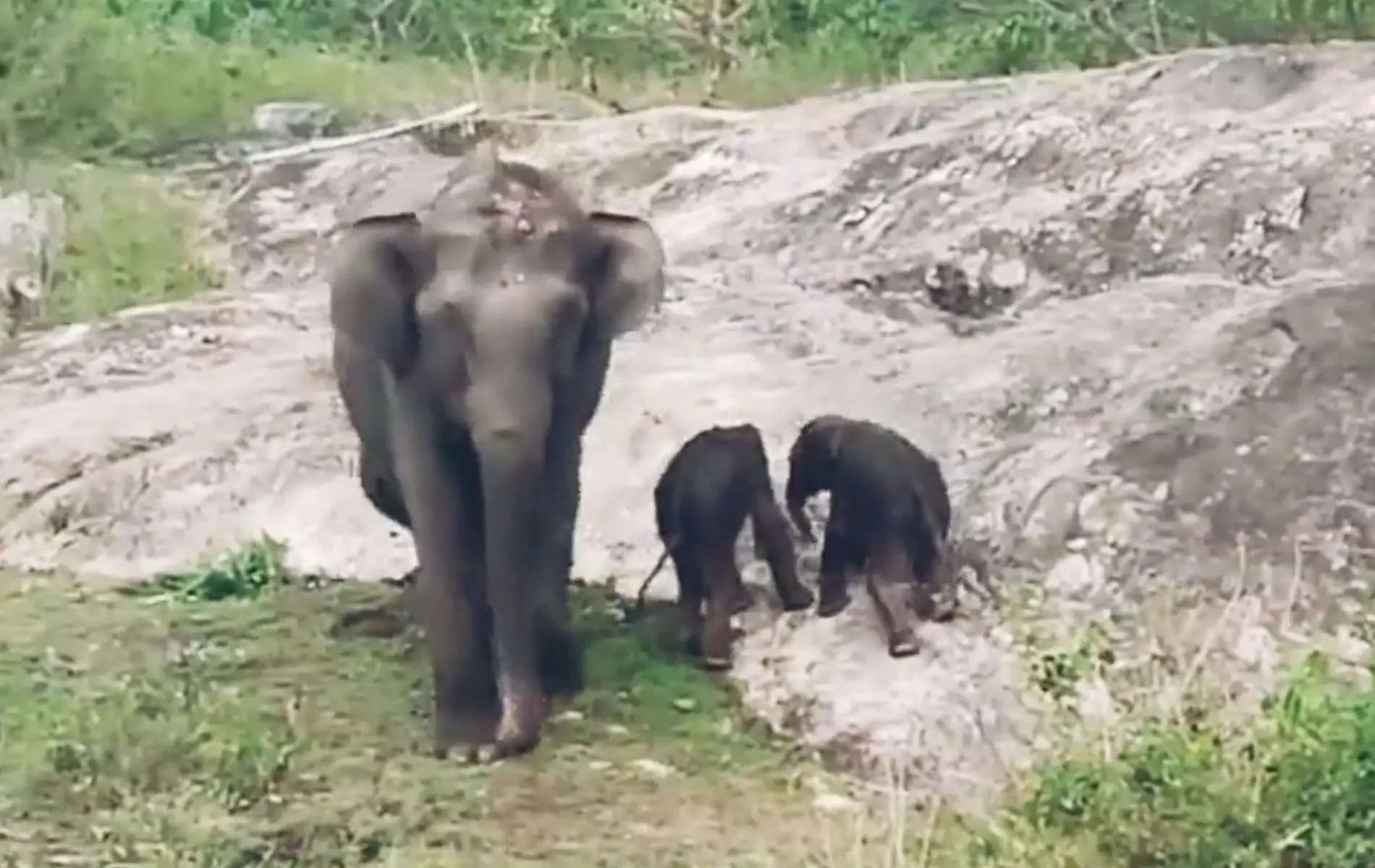Elephant twins account for no more than 1 of births in the wild