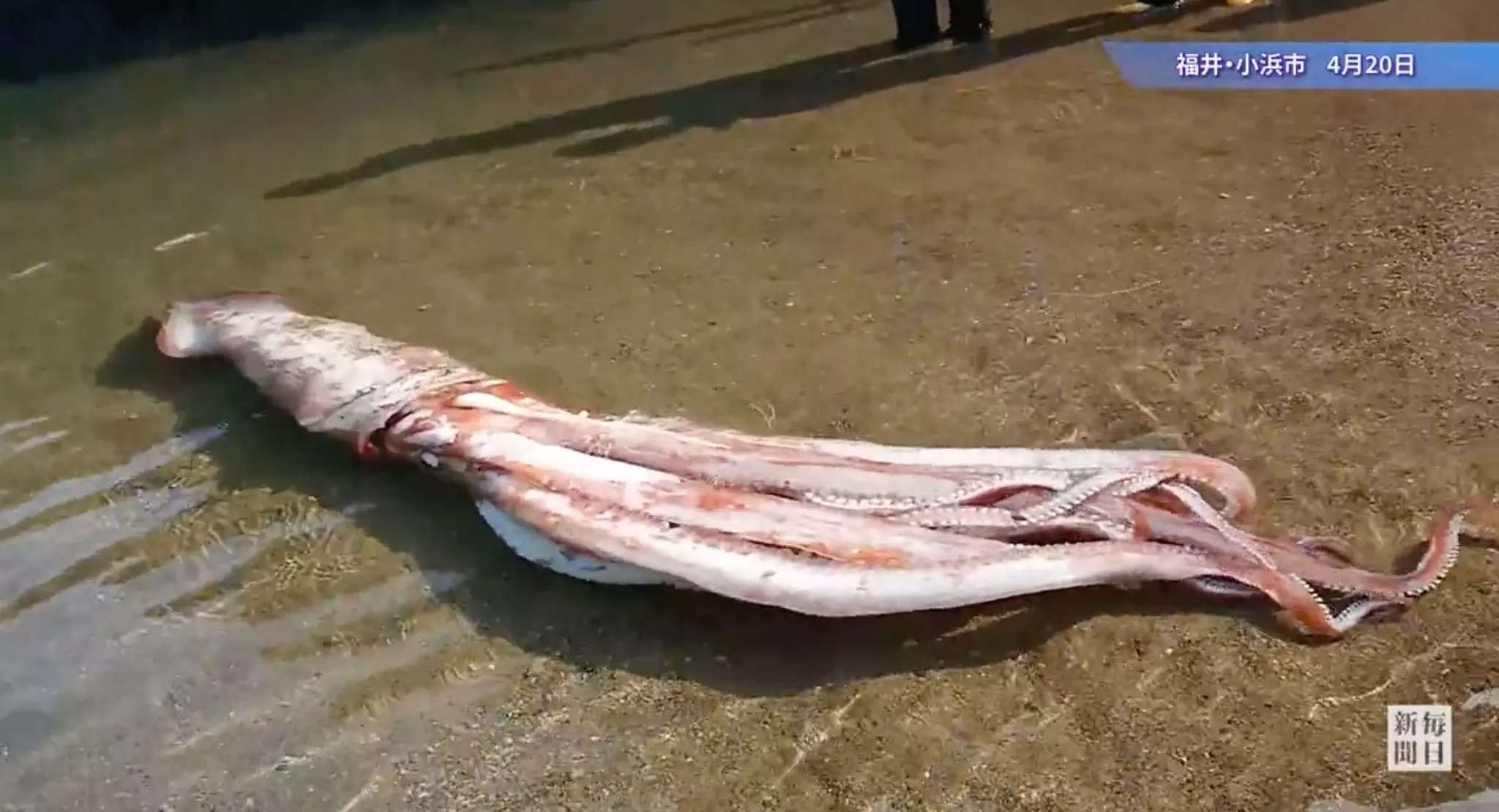 The massive squid washed up alive on a beach in Obama in a rare occurrence | Twitter/@eizo_desk