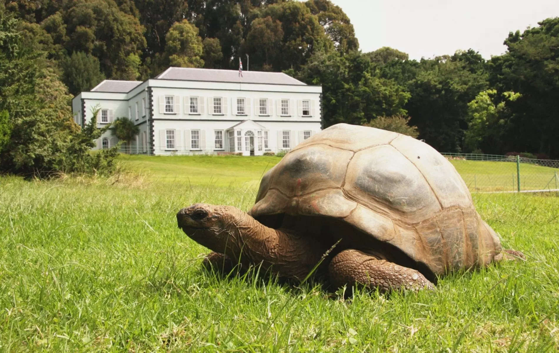 190-year-old Jonathan becomes world's oldest tortoise ever