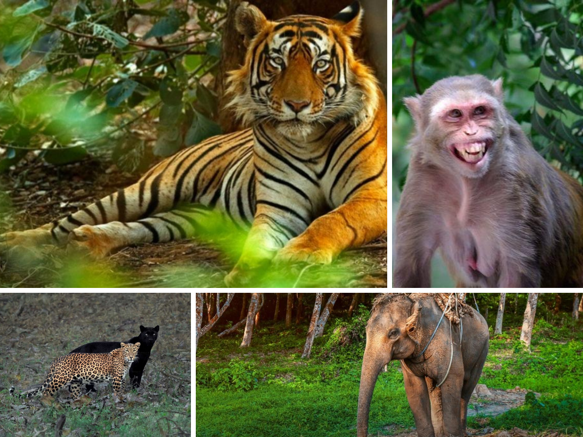 India Wildlife Trivia: Put your knowledge to the test with these 10  questions