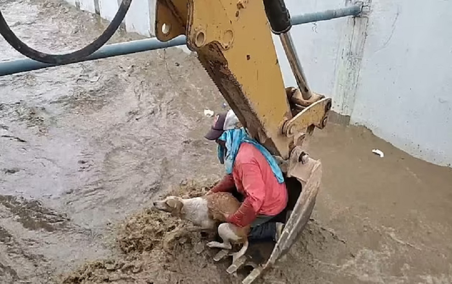 Construction workers use digger to rescue drowning dog