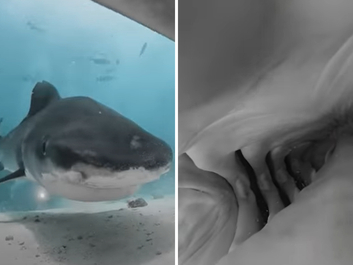 Shark eats a camera