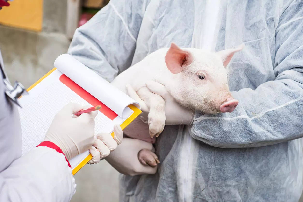 Pigs can spread deadly antibiotic-resistant superbug to humans: Study