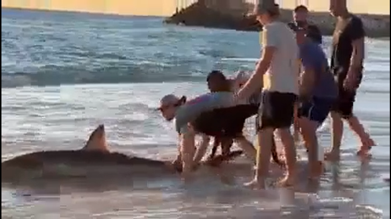 Fearless men rescue shark stuck on a beach