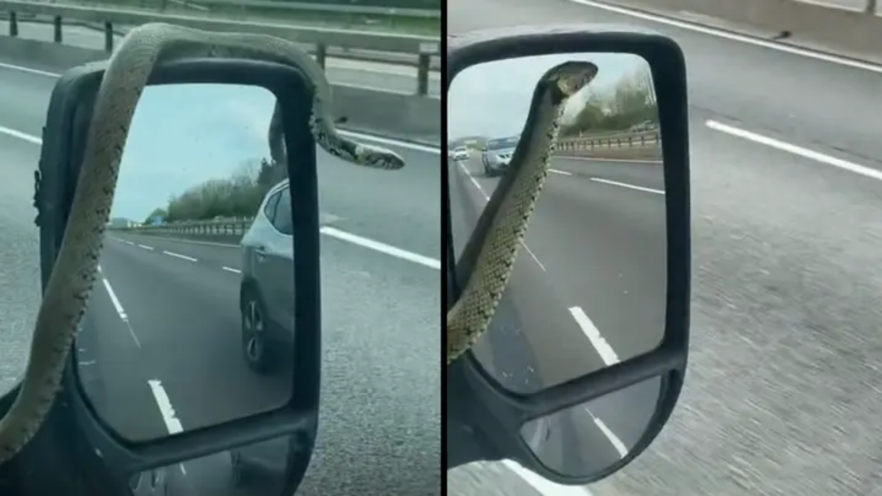 Driver spots snake casually wrapping itself around car's mirror