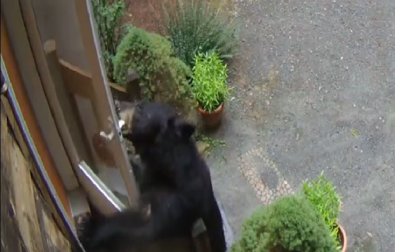 Bear opens family home door