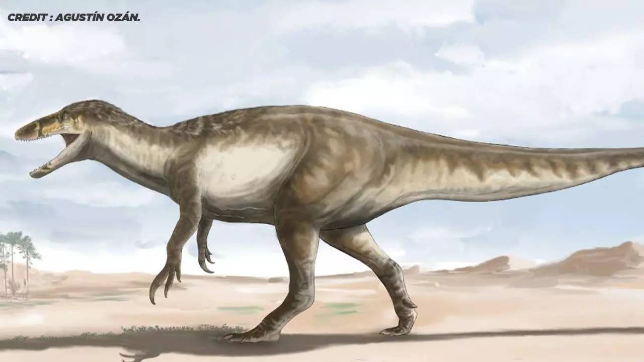 Super Predator Megaraptor - Largest known dinosaur fossil from the raptor  family found in Argentina