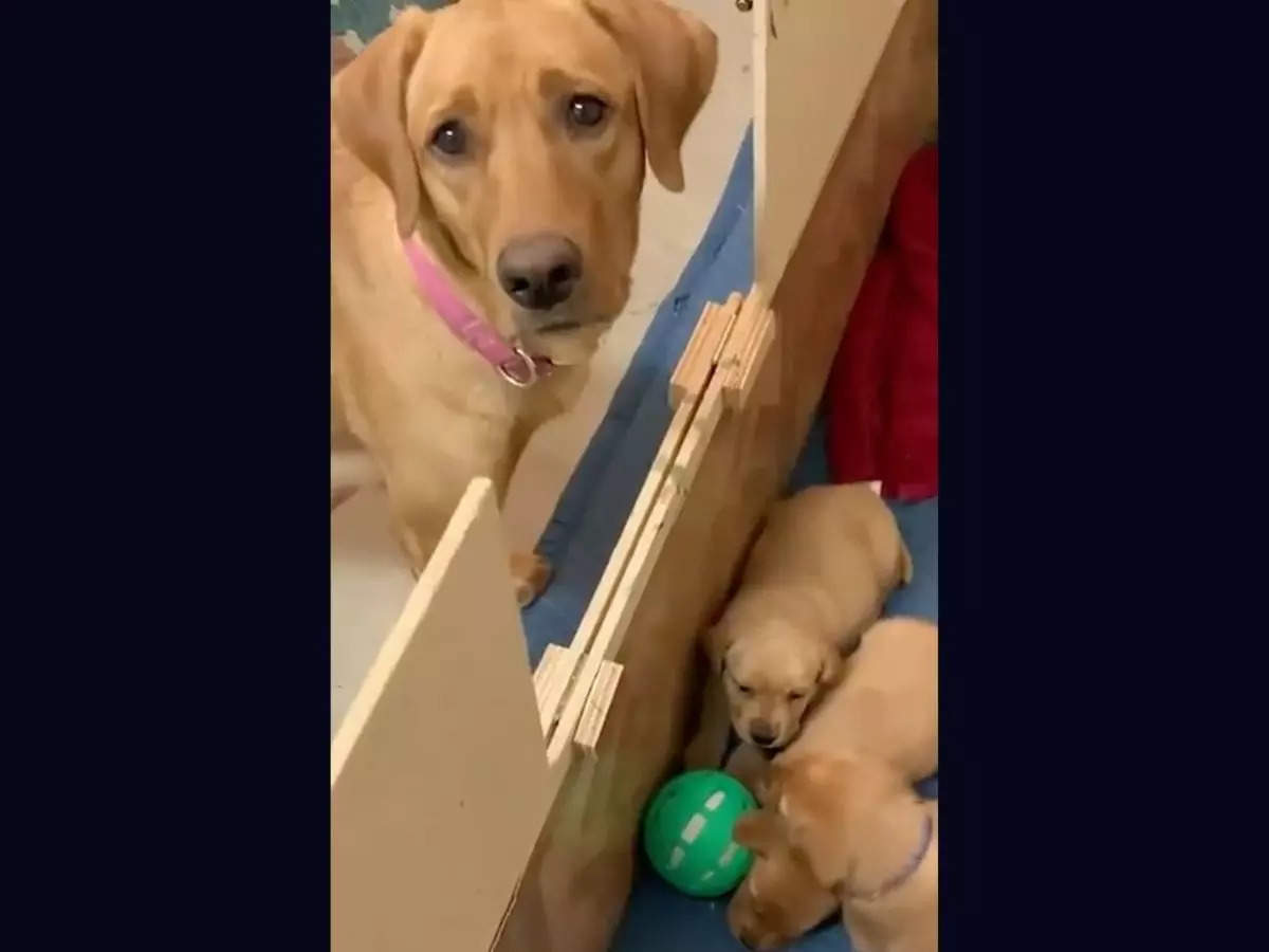 Mama labrador with puppy dog eyes wonders why her babies won't play with her
