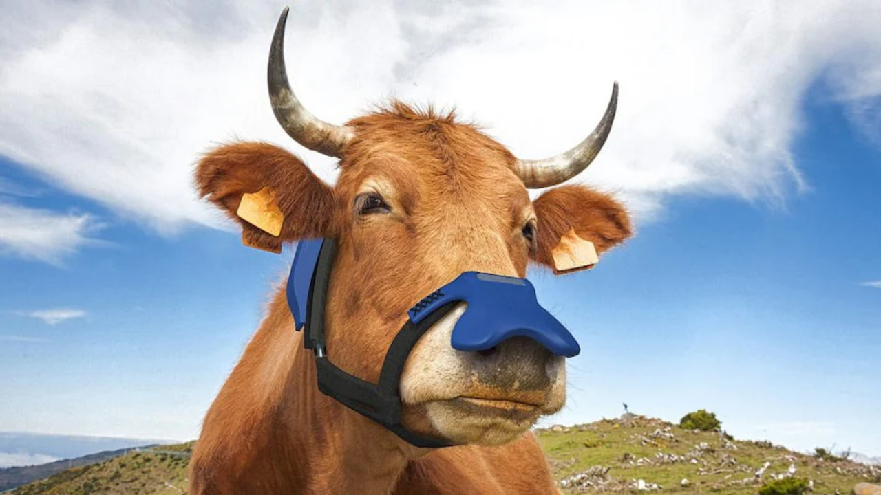 Face masks for cows