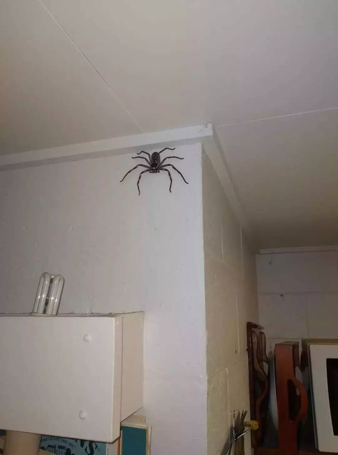 giant australian huntsman spider