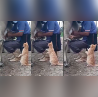 This viral video of cat drinking fresh cow milk is the most wholesome