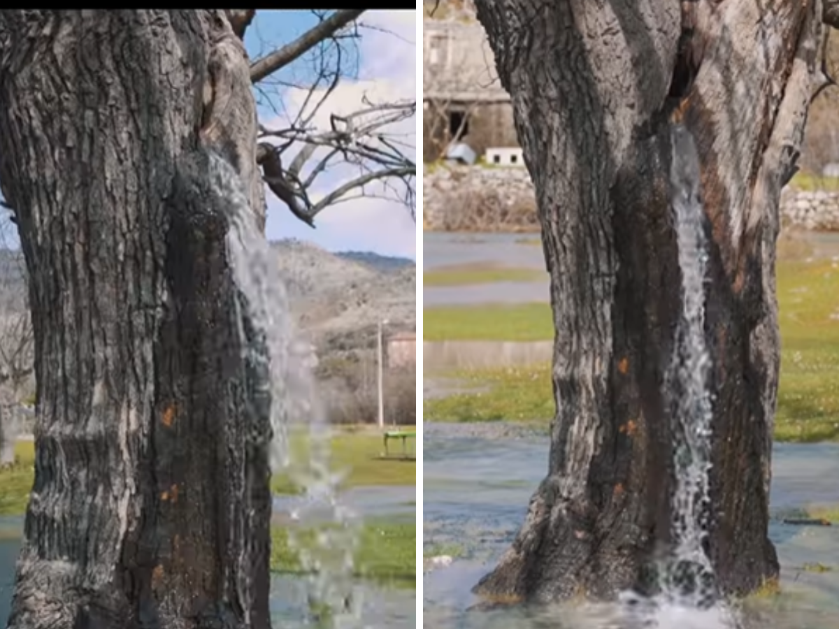 Water gushes out of a a hundred-year-antique tree like a circulate, uncommon phenomenon baffles internet; this is why it happened
