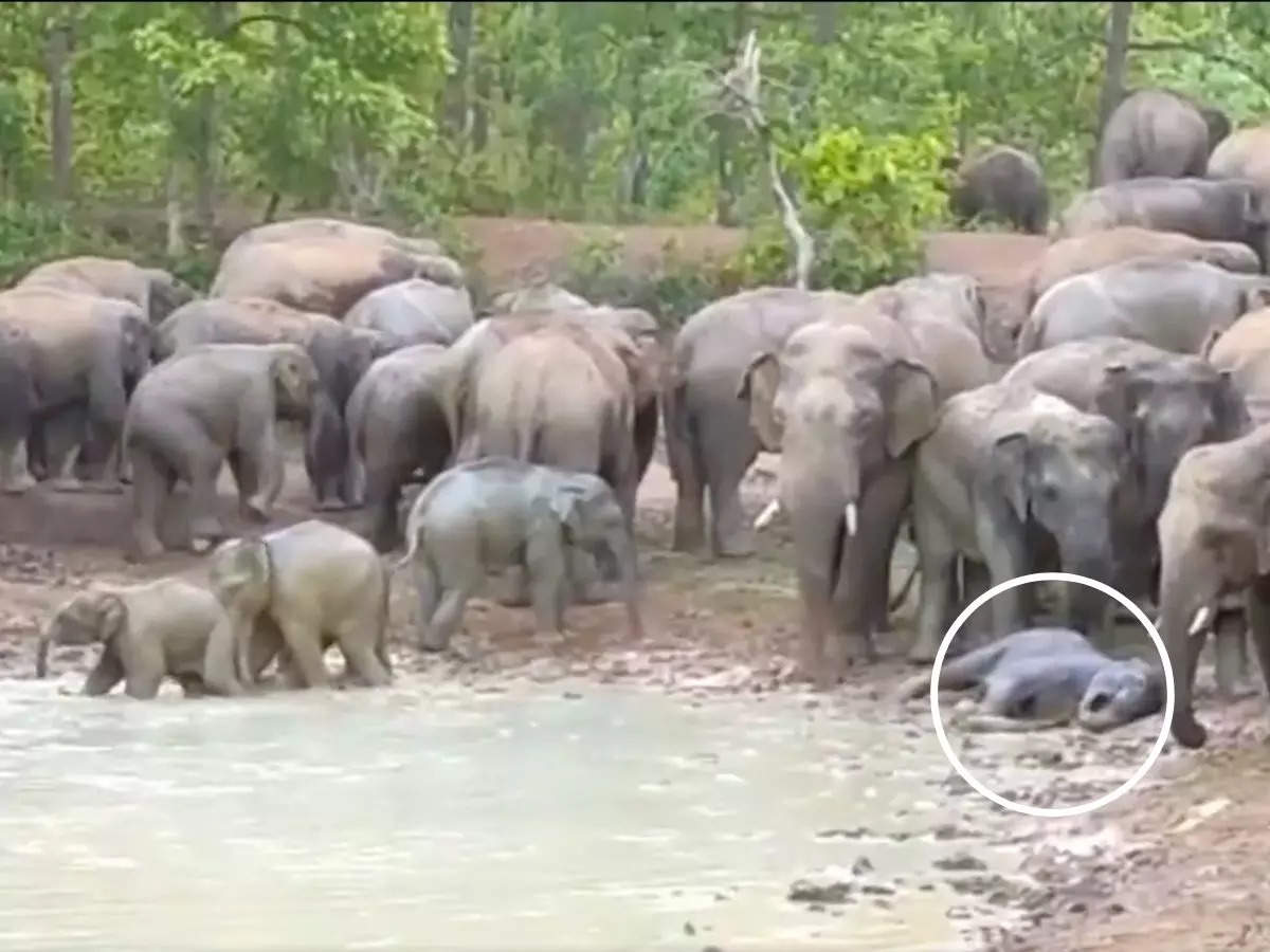 A young elephant calf wallows in the mud | Image: Screengrab from the video shared by IFS Parveen Kaswan