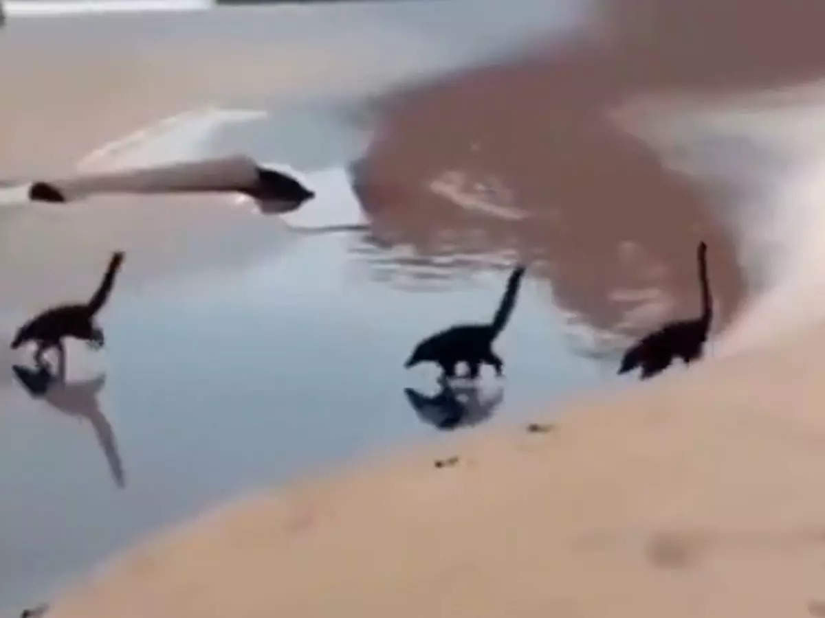 Illusion of dinosaurs running across a stream | Image courtesy: TwitterDinosaurs appear to cross a stream | Image courtesy: Twitter/@buitengebieden