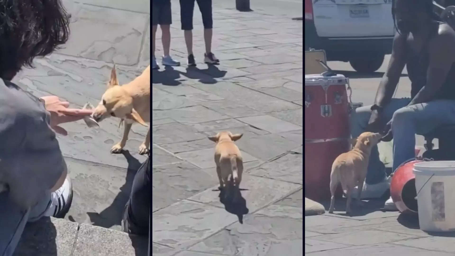 Viral video Pup with floppy ears fetches money for street performer