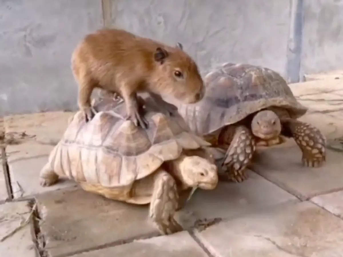 Viral video: Chill capybara riding tortoise taxi is a sight to behold |  Viral News, Times Now