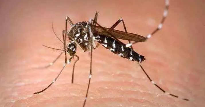 Zika Mosquito PTI image