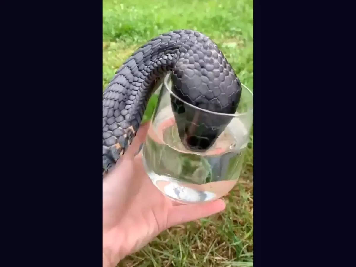 A thirsty 'cobra' drinks water from a glass | Image courtesy: Twitter