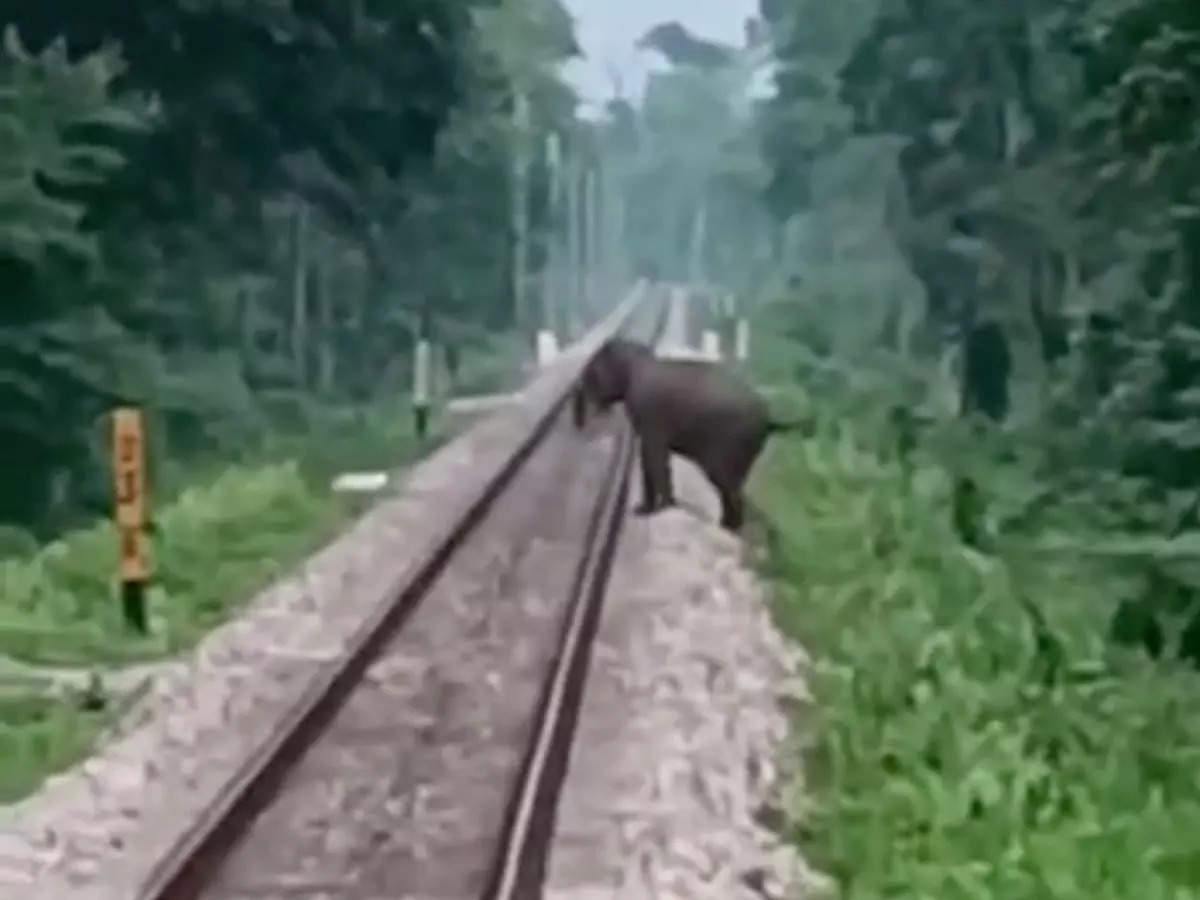 Wild elephant crosses railway track in West Bengal | Image courtesy: Alipurduar Divisional Railway Manager
